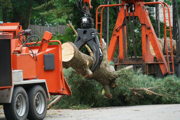 Residential Tree Removal in Camden, SC